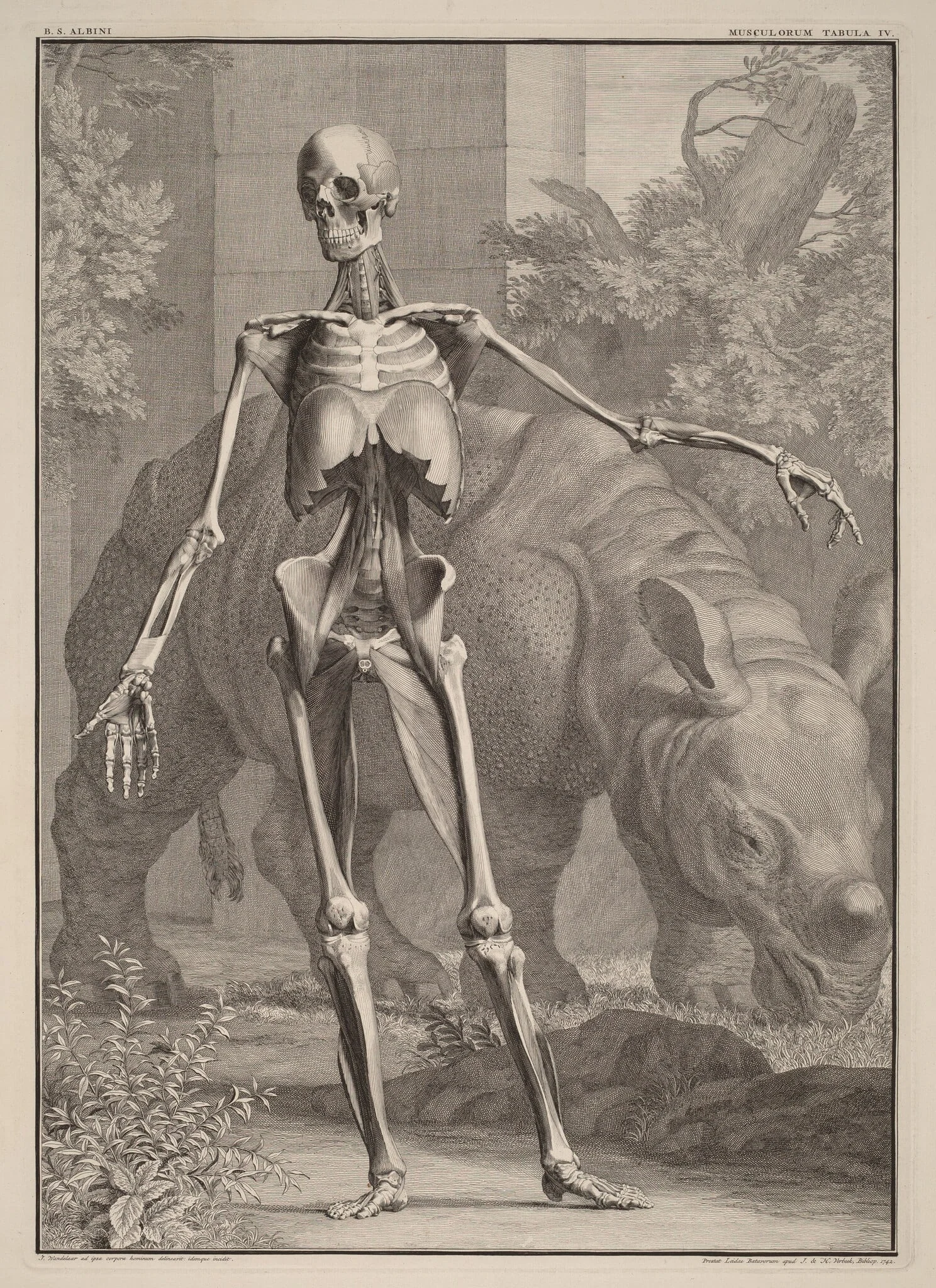 Musculorum Tabula IV, by Jan Wandelaar, ink, 1742