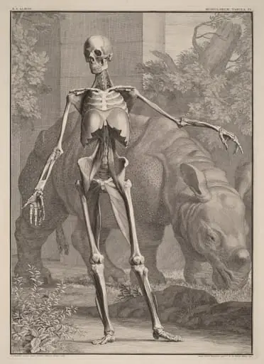 Musculorum Tabula IV