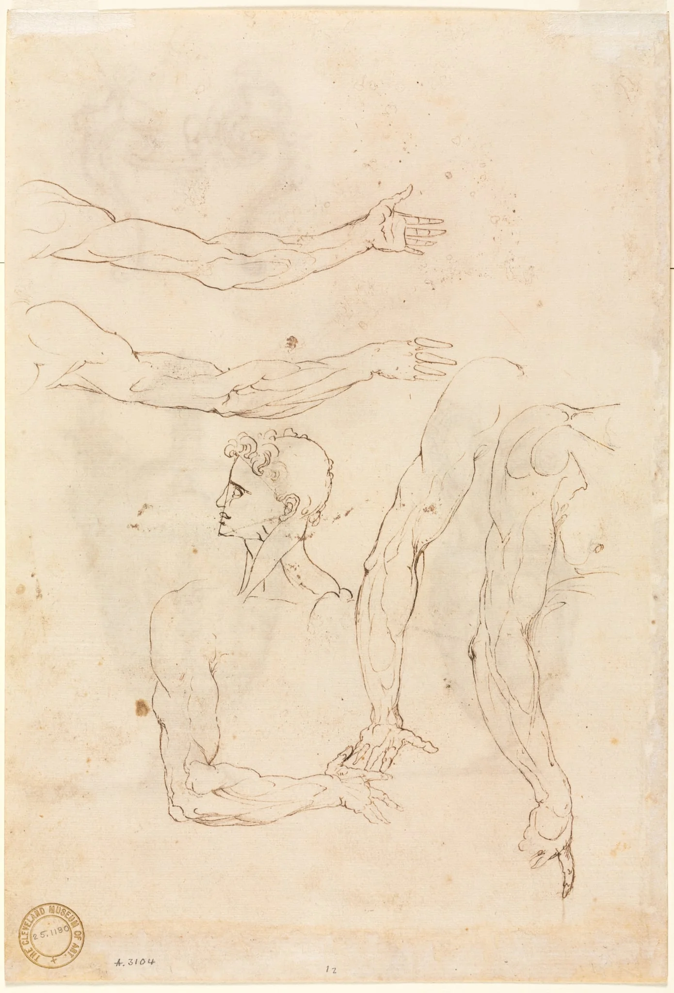 Sketches of Five Arms and a Head (verso), by Luzio Romano, 1504
