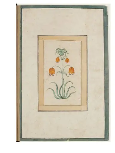 a flowering plant.