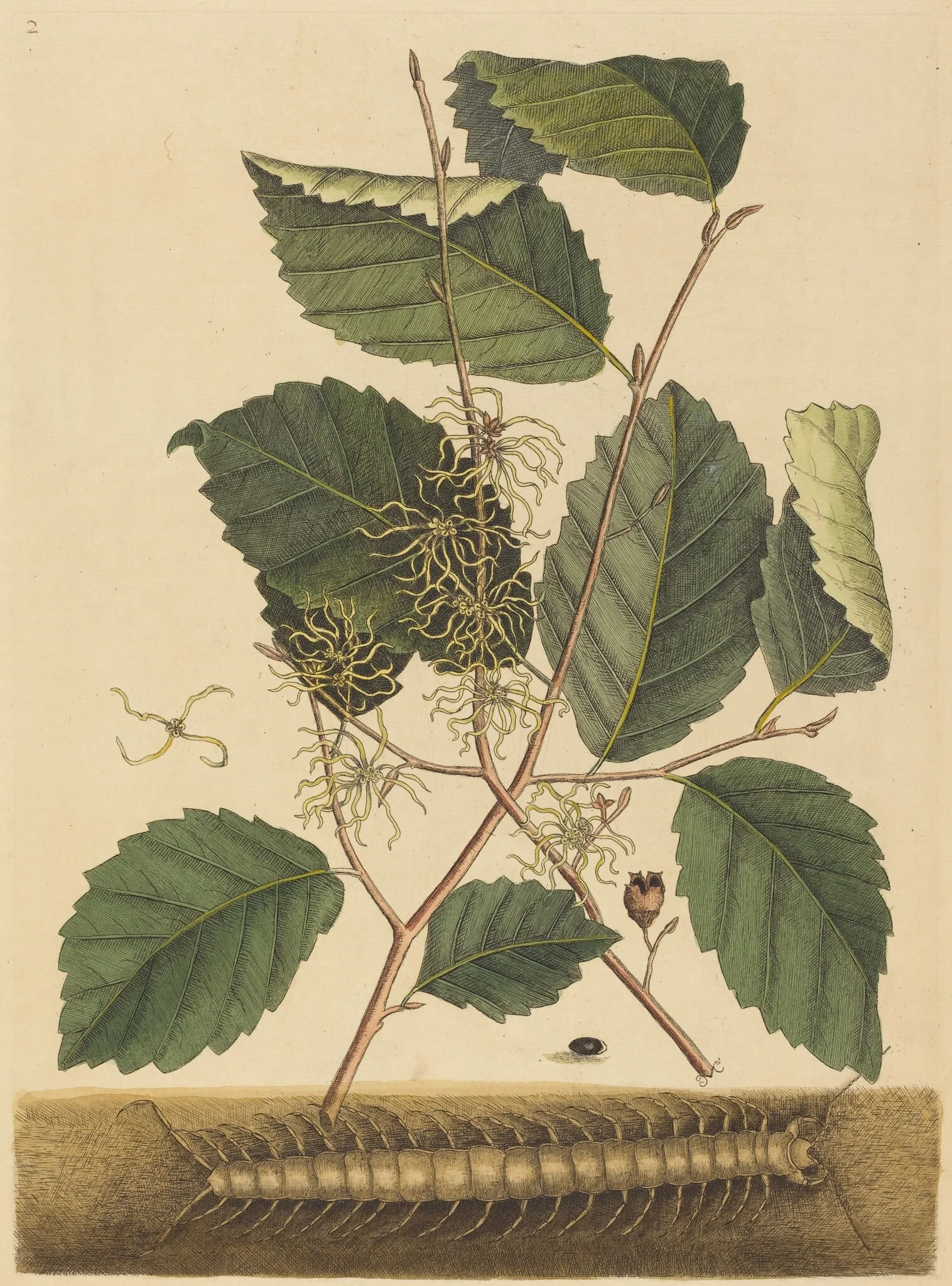 Centipede (Scolopendra morsitans), by Mark Catesby, ink, 1737
