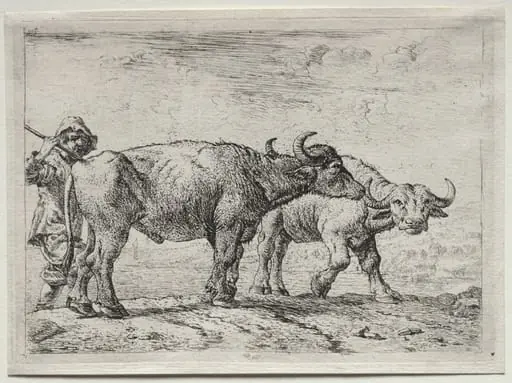 The Two Buffaloes