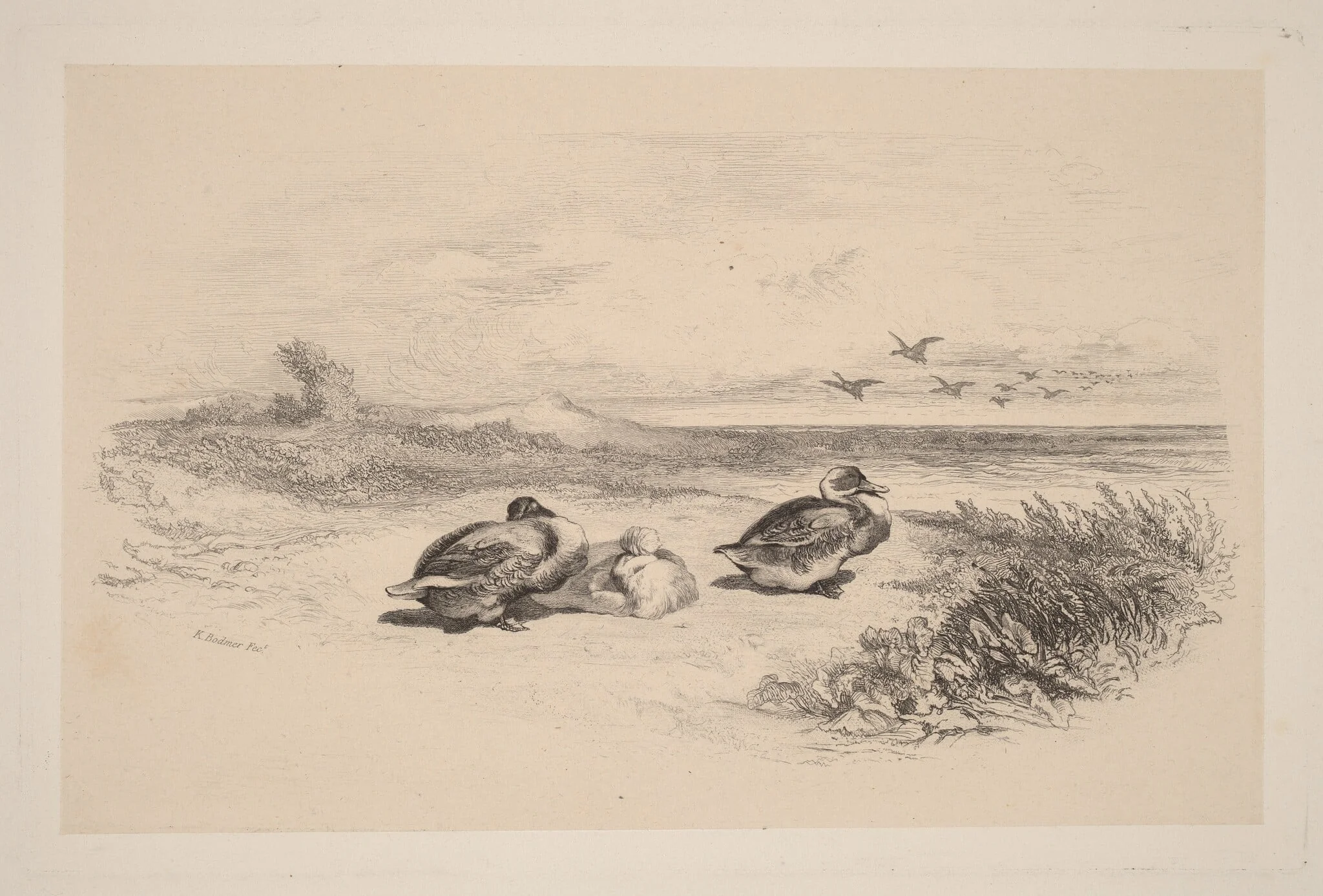 Canards Sauvages