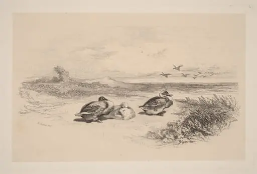 Canards Sauvages