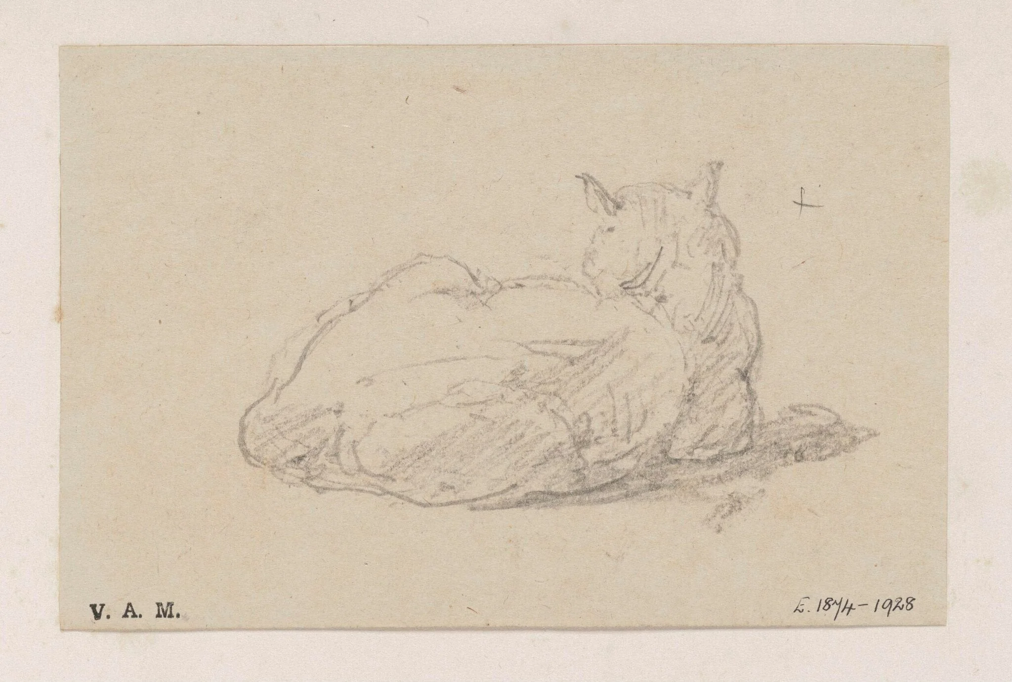 A study of a cat, by George Chinnery, 19