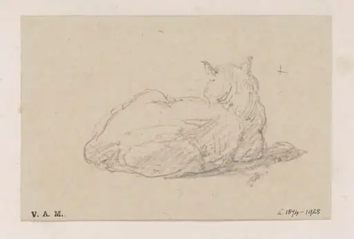 A study of a cat