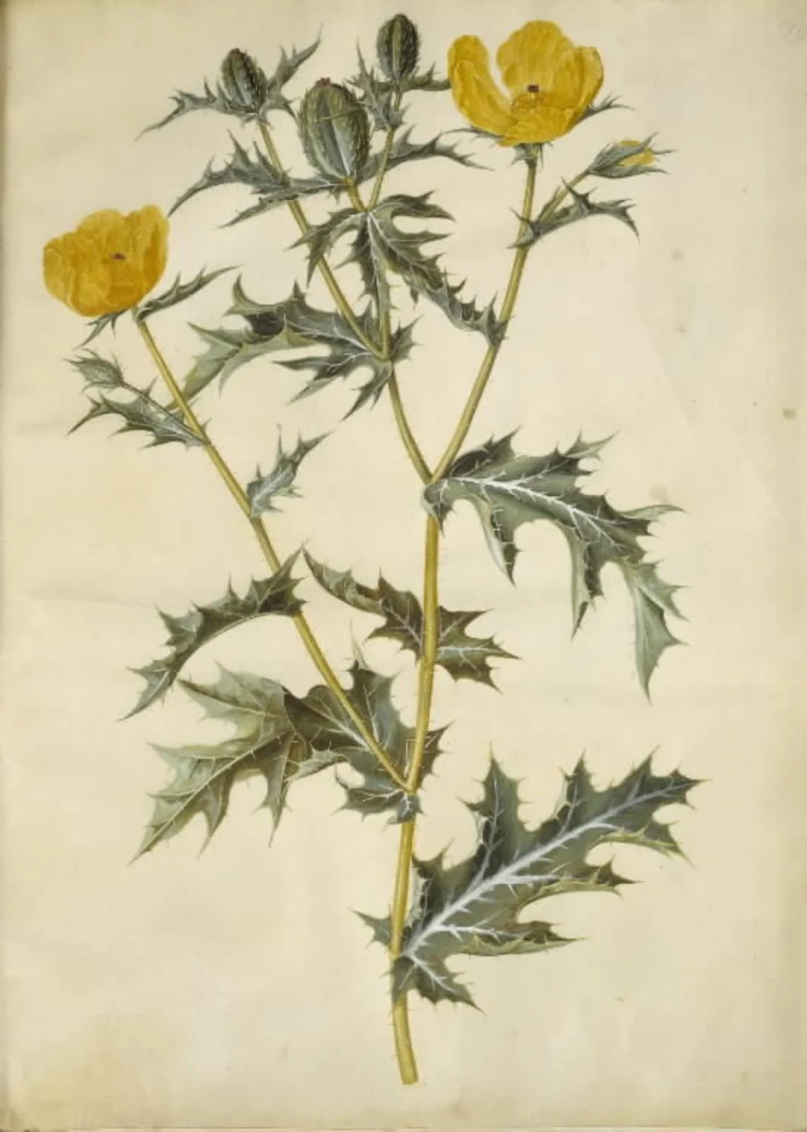 Argemone mexicana (mexicansk pigvalmue), by Unknown, unspecified, 1654