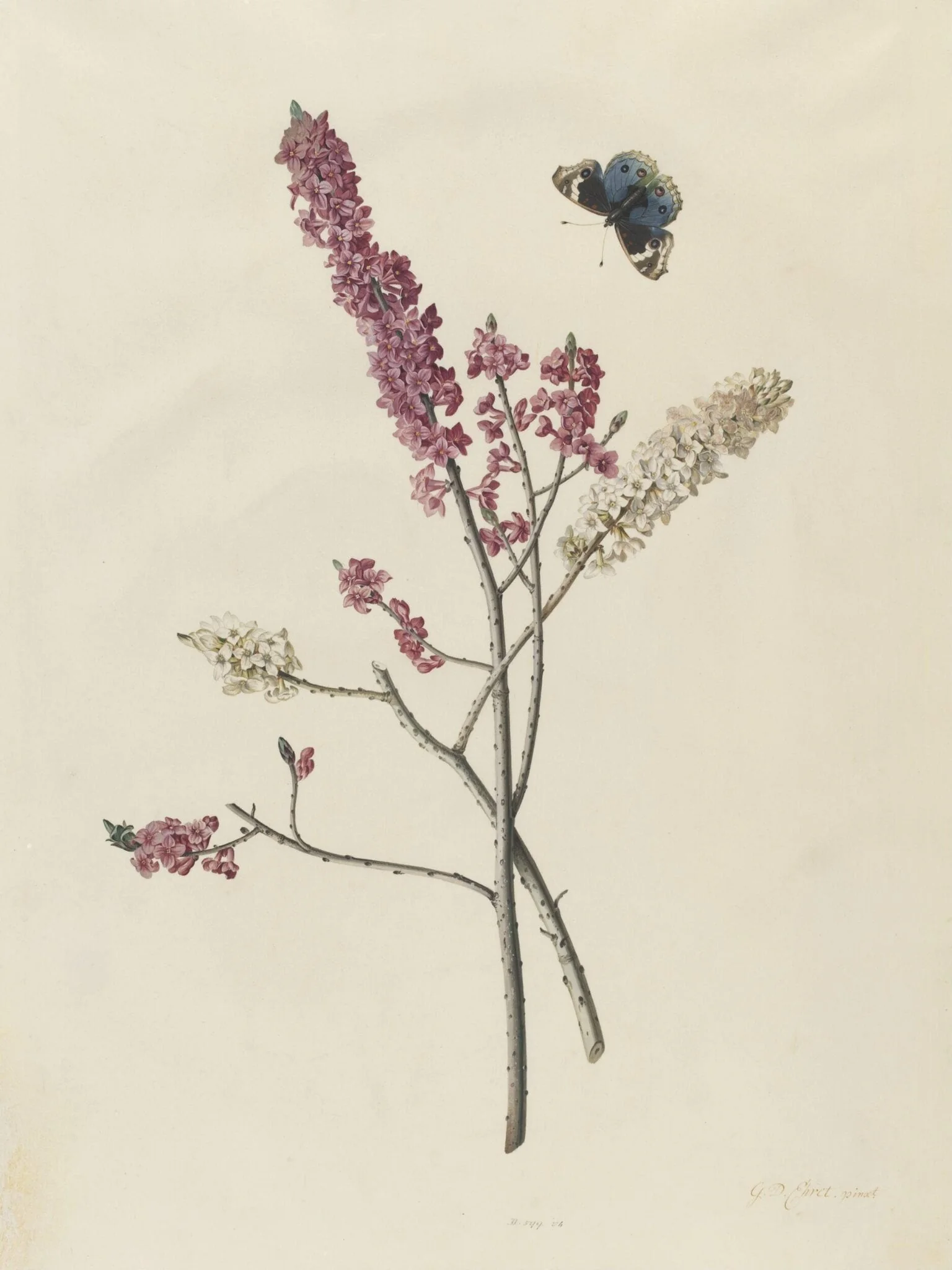 <i>Daphne mezereum</i> with butterfly, by George Dionysus Ehret, watercolor, 1750