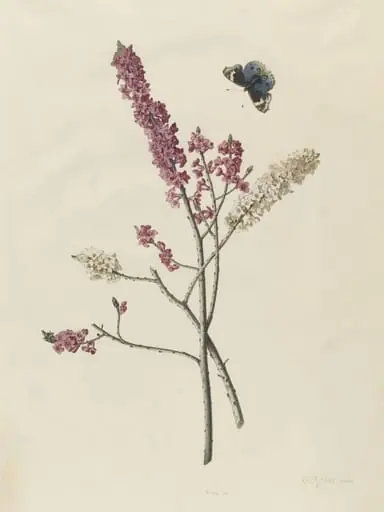 <i>Daphne mezereum</i> with butterfly