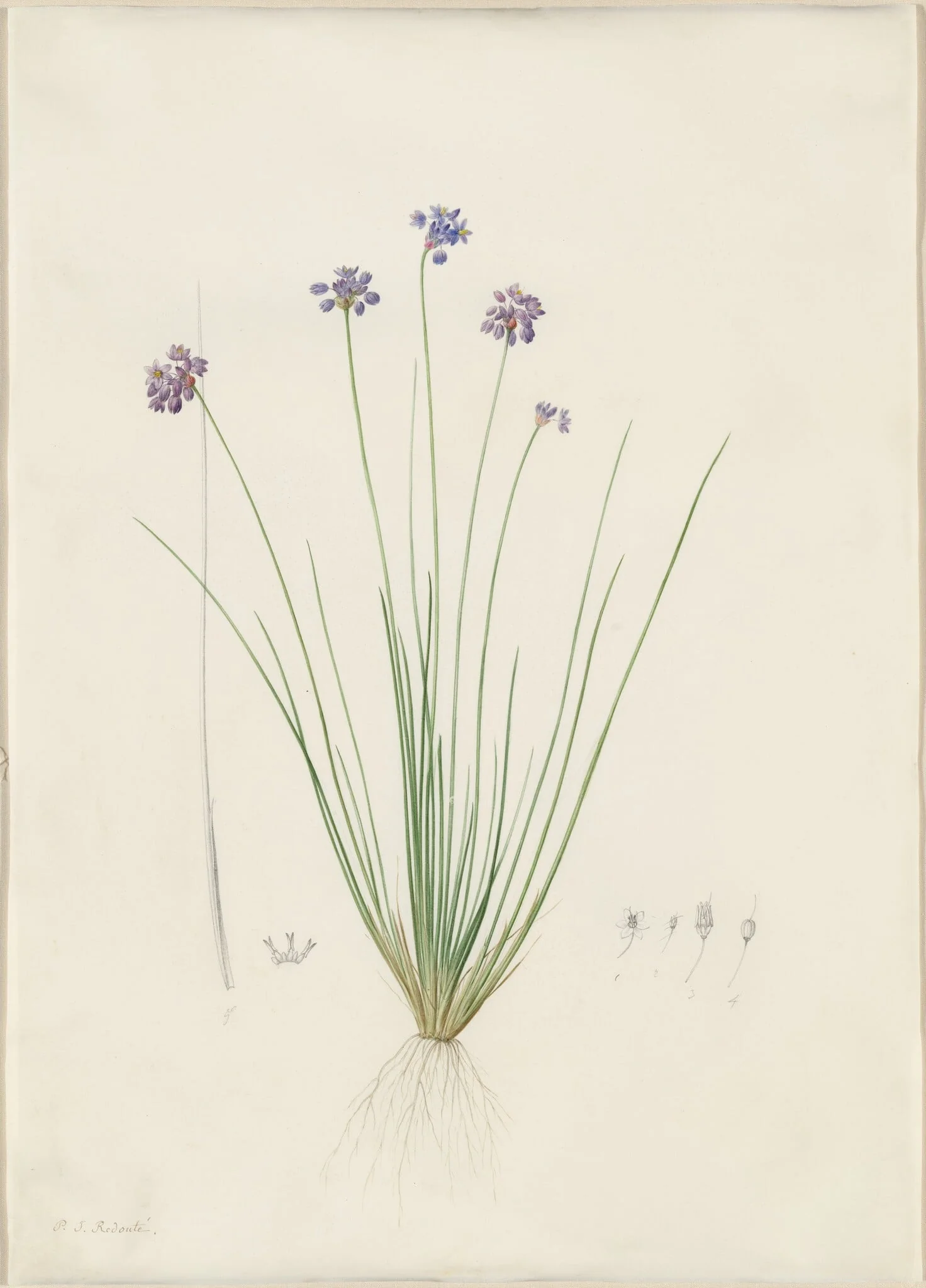 Sowerbaea juncea, by Pierre Joseph Redouté, watercolor, 1809