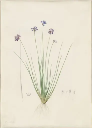 Sowerbaea juncea