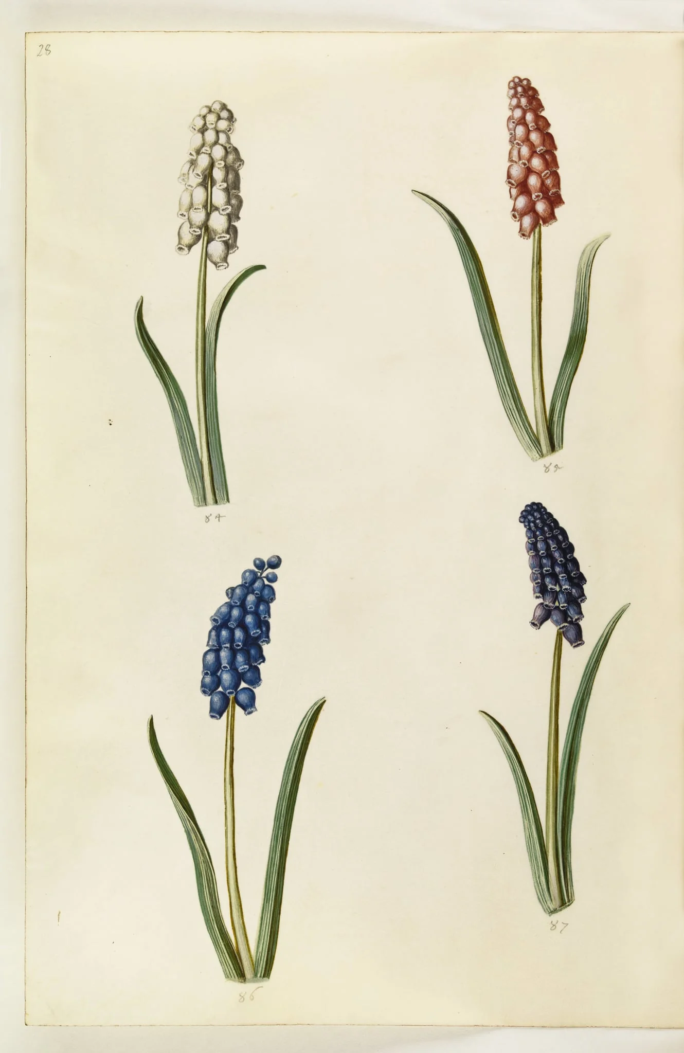 Muscari botryoides (almindelig perlehyacint), by Unknown, unspecified, 1650