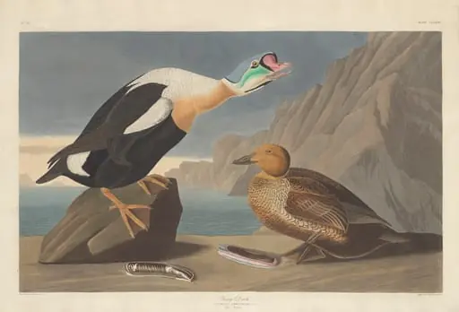 King Duck
