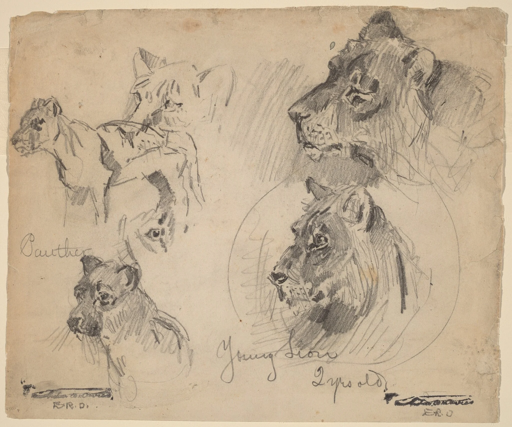 Panther and Young Lion Studies, by Arthur Bowen Davies, graphite, 1895
