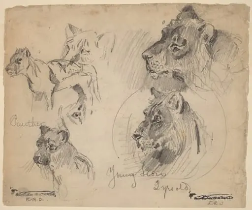 Panther and Young Lion Studies