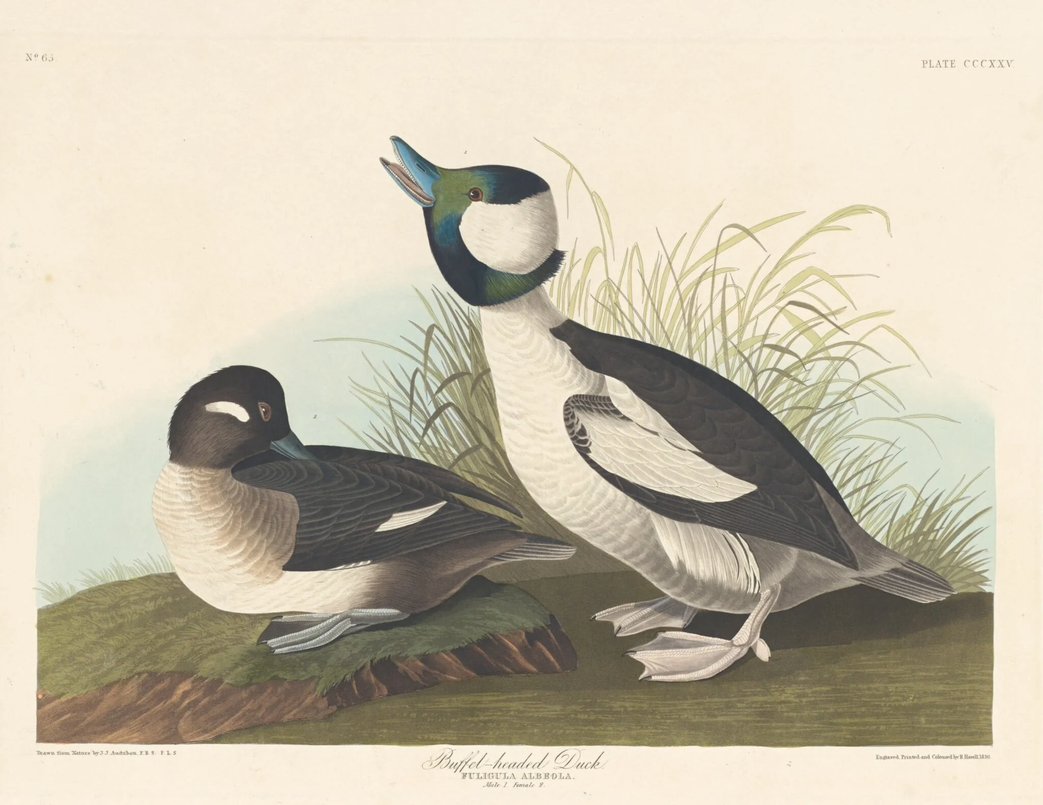 Buffel-headed Duck, by Robert Havell Jr., ink, 1836