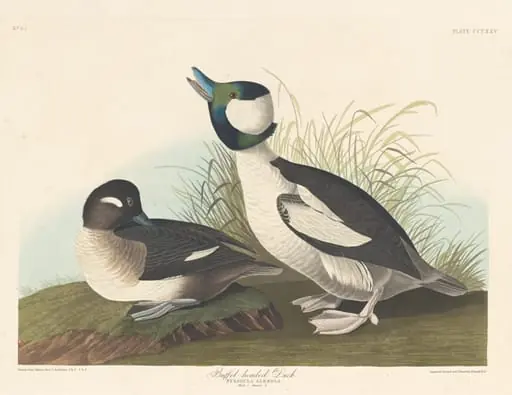 Buffel-headed Duck