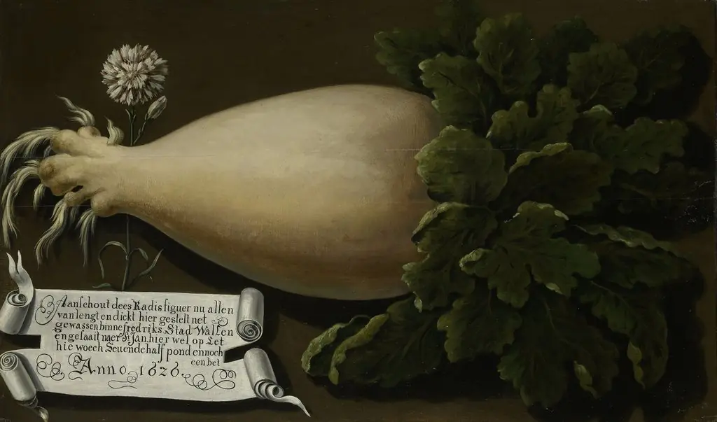 Giant radish