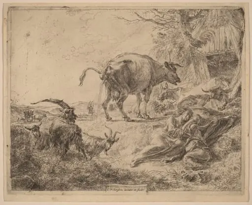 Cow Pissing