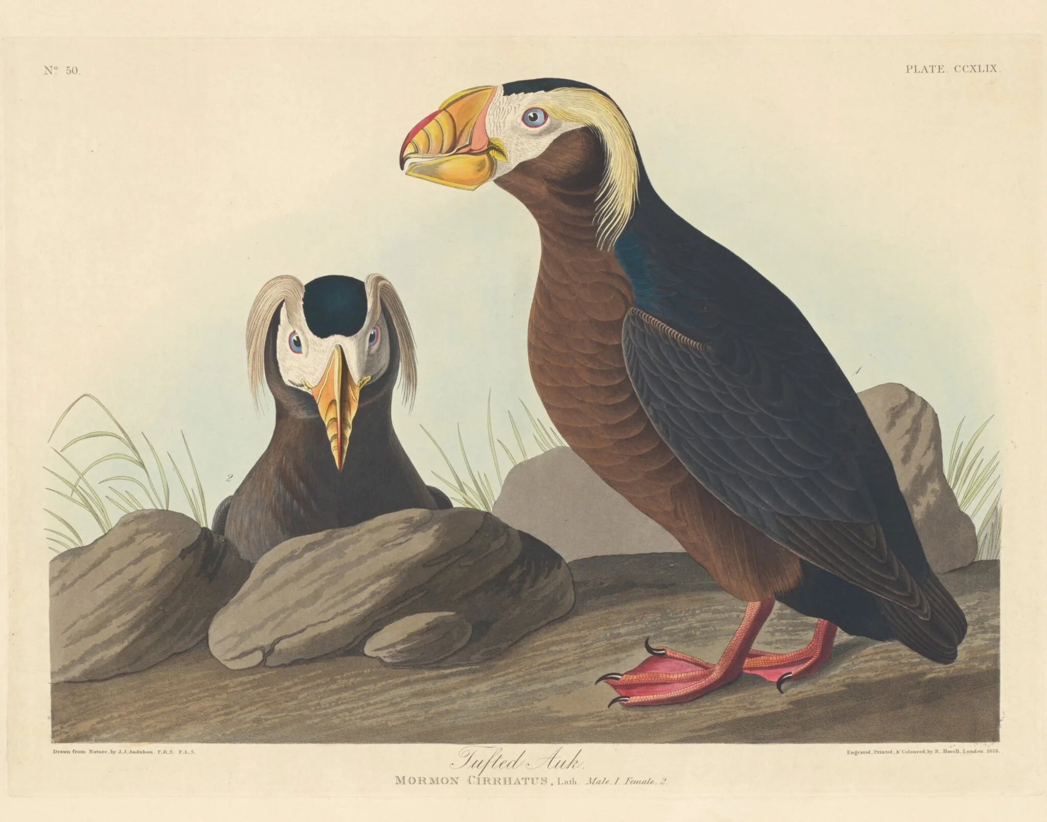 Tufted Auk, by Robert Havell Jr., ink, 1835