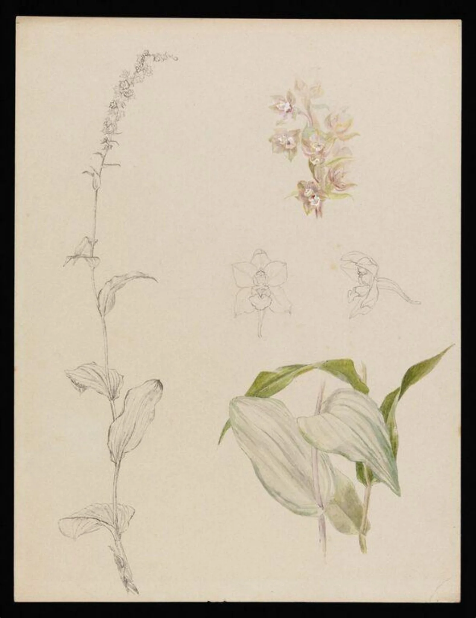 Sketches of marsh helleborine, by Beatrix Potter, watercolor, 1894