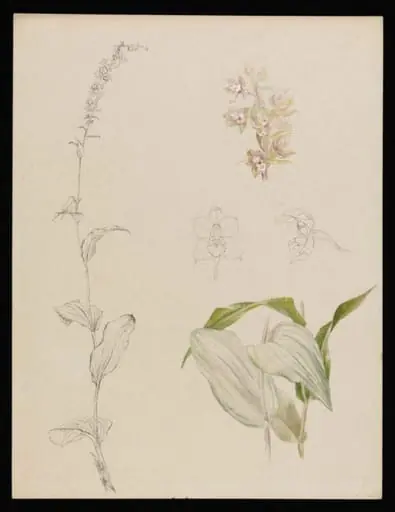 Sketches of marsh helleborine