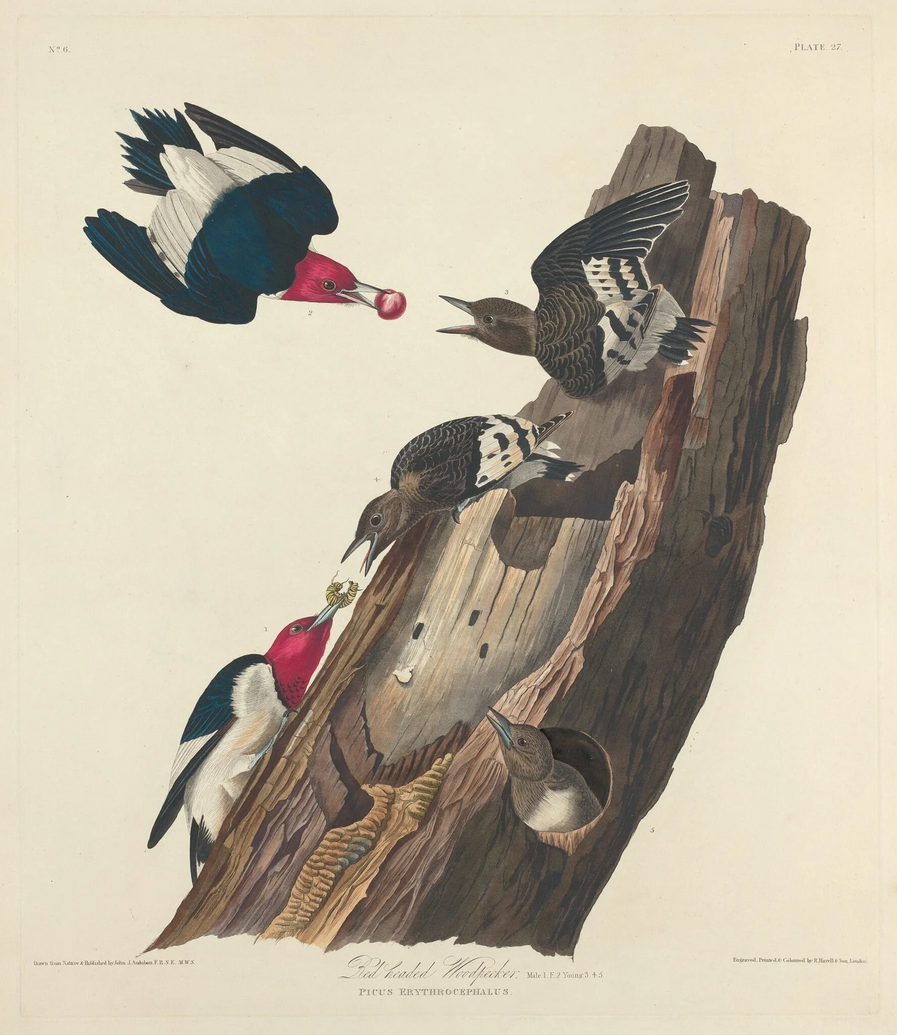 Red-headed Woodpecker, by Robert Havell Jr., ink, 1828