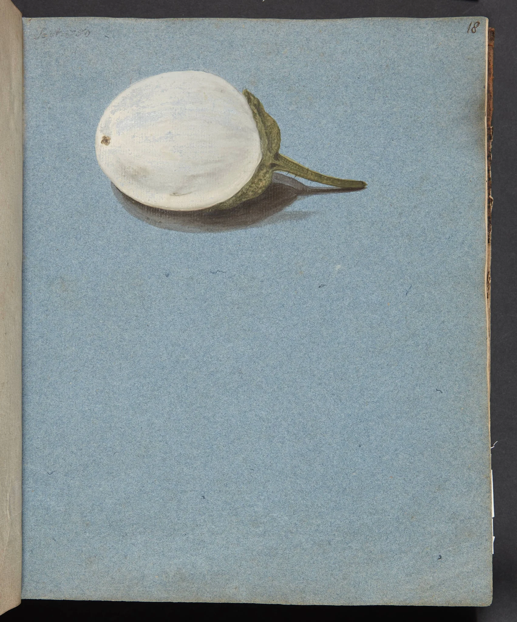 Studie af bær, by Unknown, unspecified, 1750