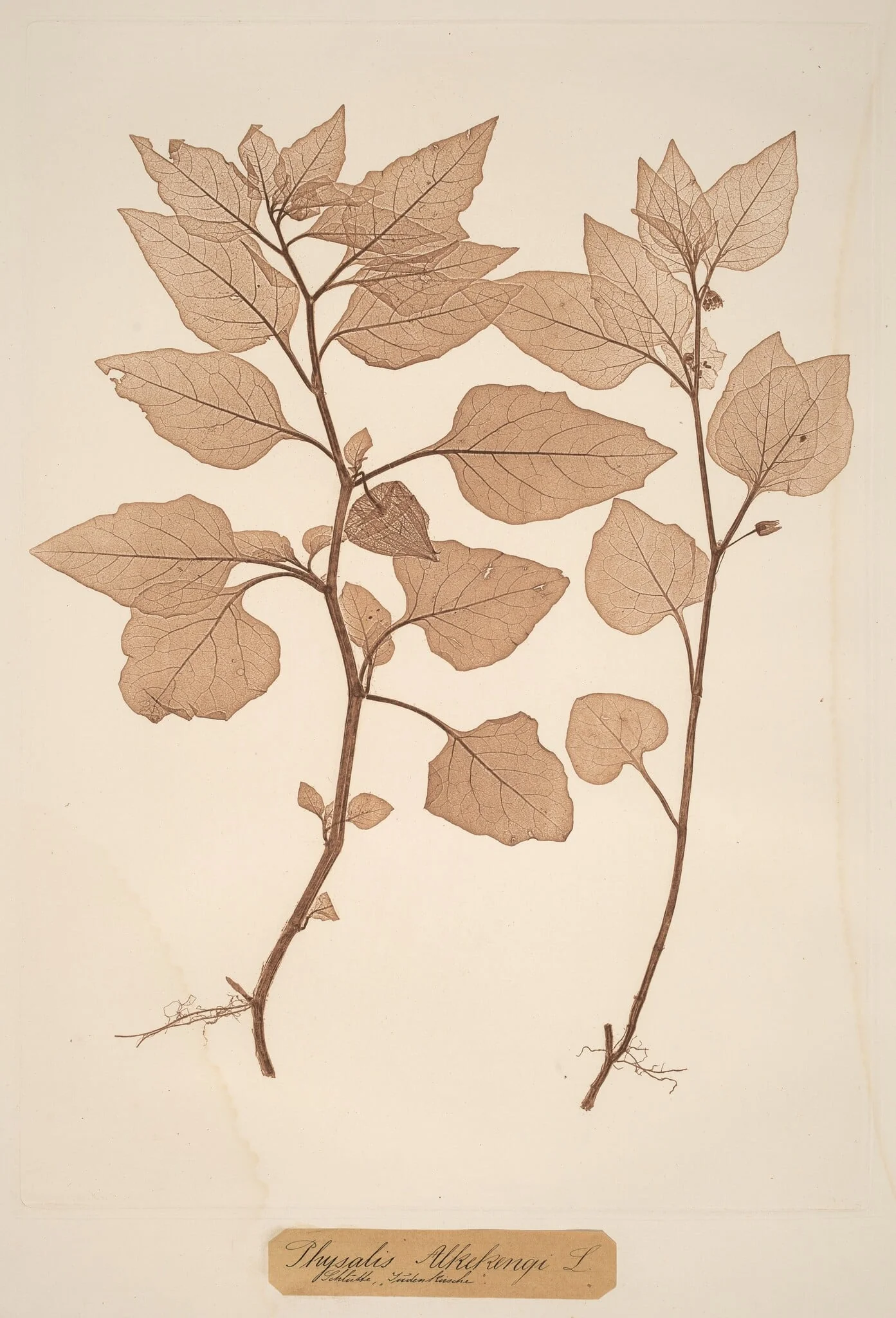Physalis Alkekengi, by Alois Pokorny, ink, 1856