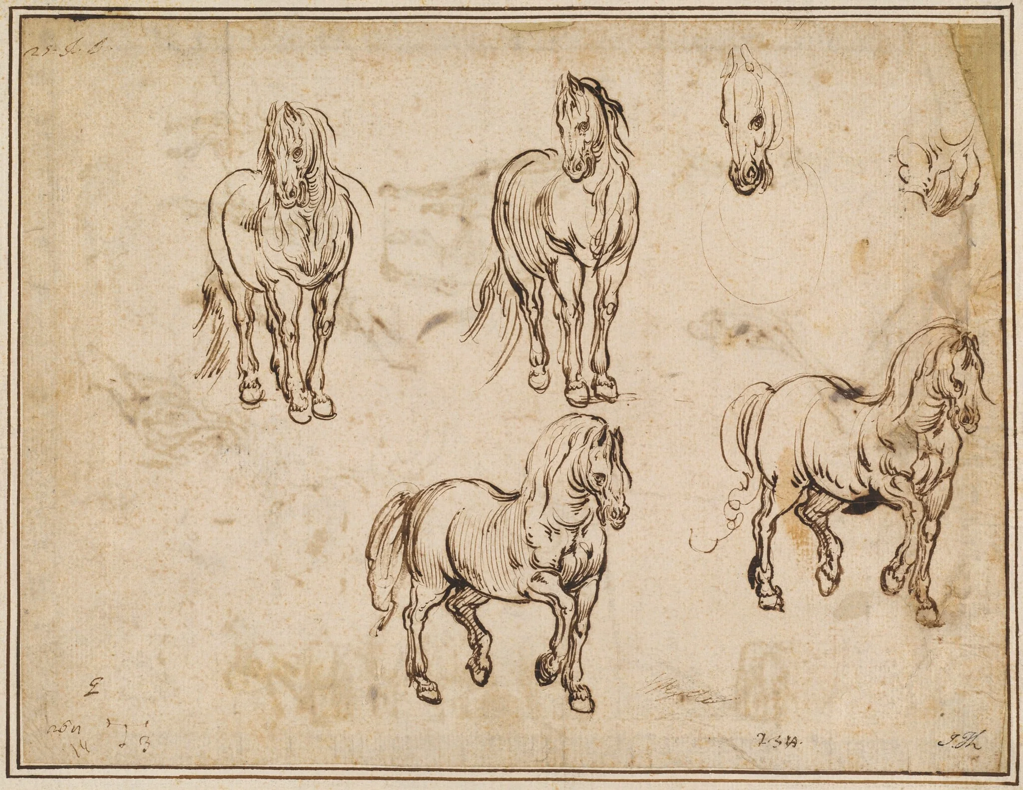 Studies of Horses [recto], by Jacques Callot, ink, 1612