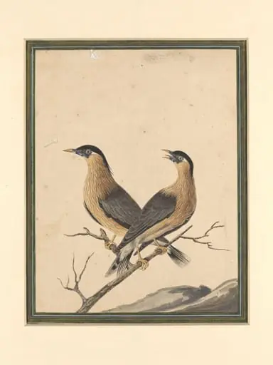 Two birds on a branch