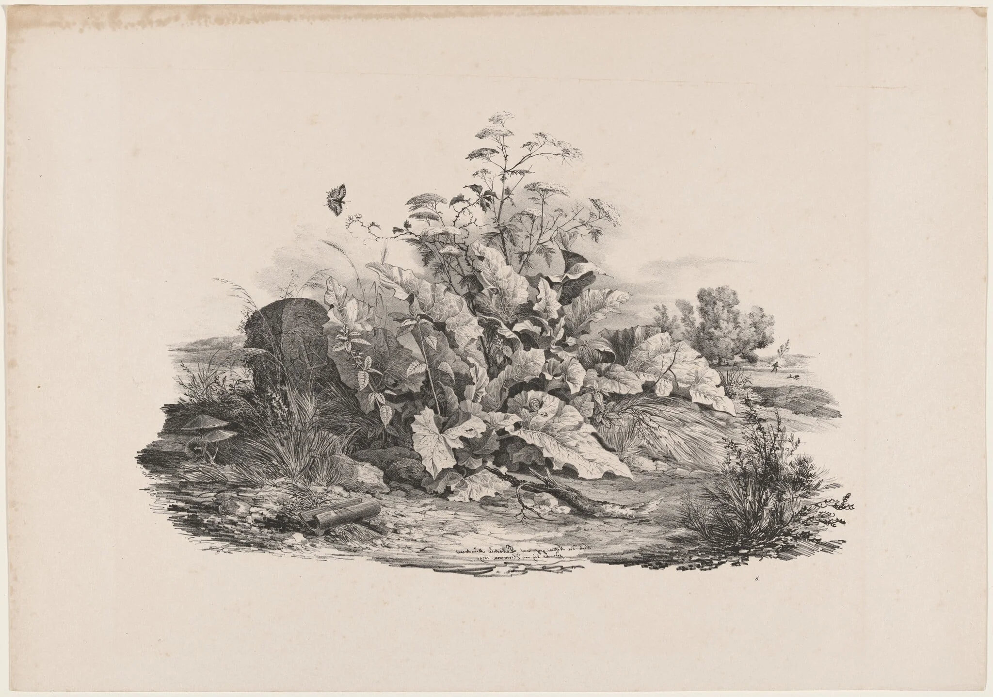 Wetland Plants, by Carl August Lebschée, ink, 1829