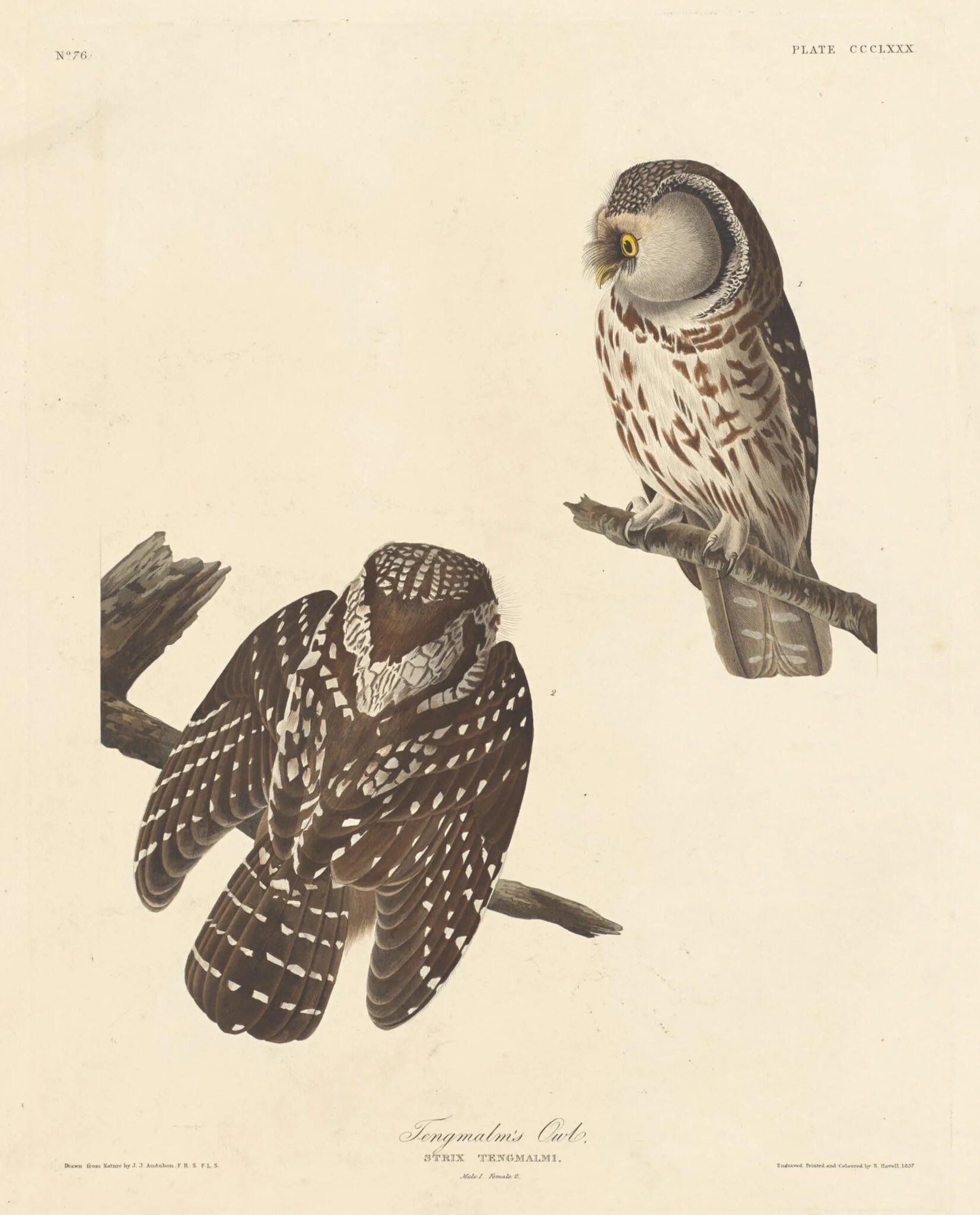 Tengmalm's Owl, by Robert Havell Jr., ink, 1837