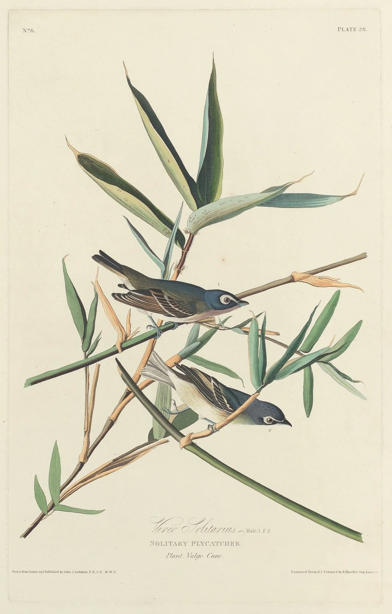 Solitary Flycatcher, by Robert Havell Jr., ink, 1828