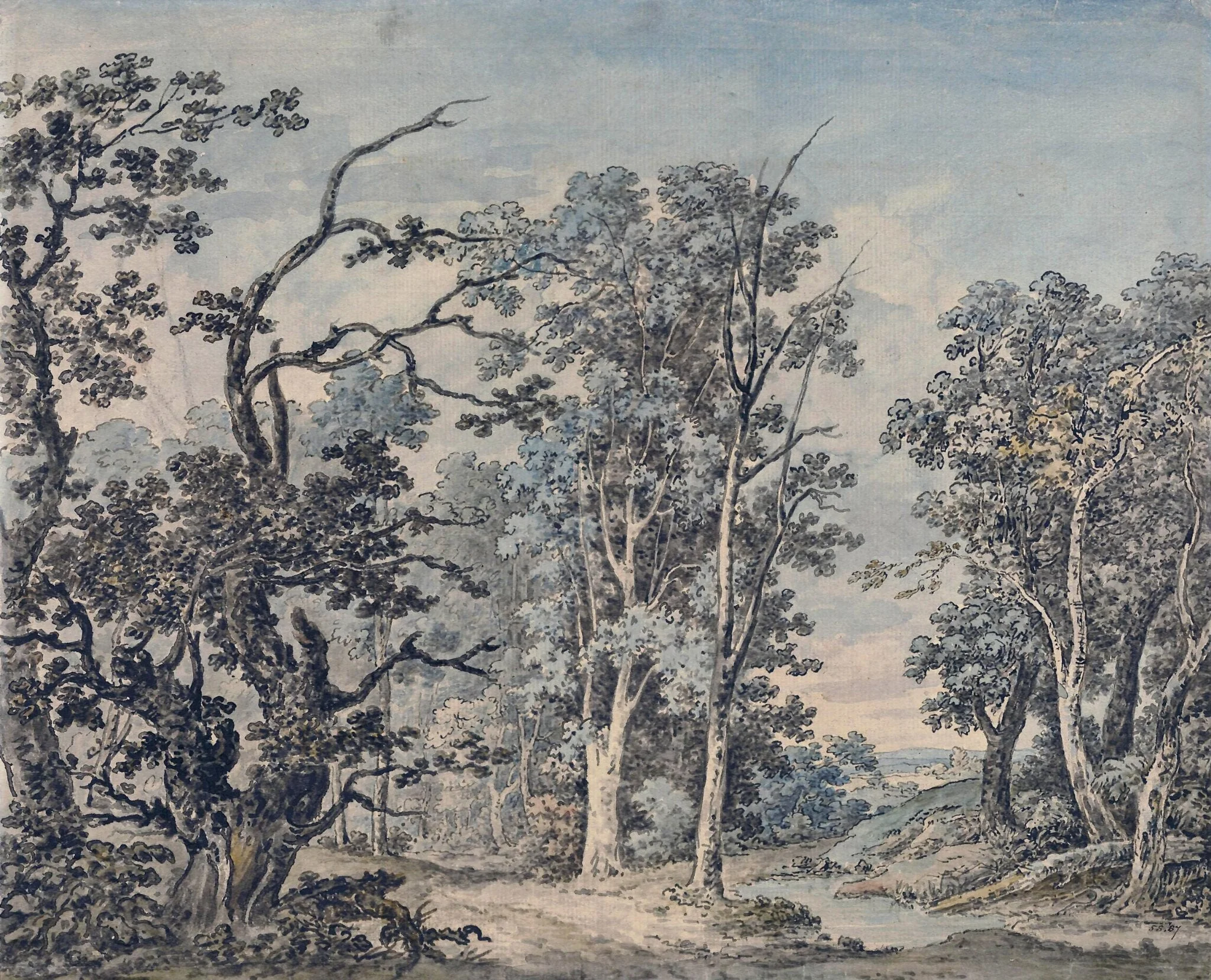 Forest scenery
