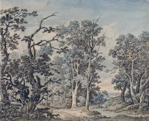 Forest scenery