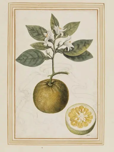 Sour orange
