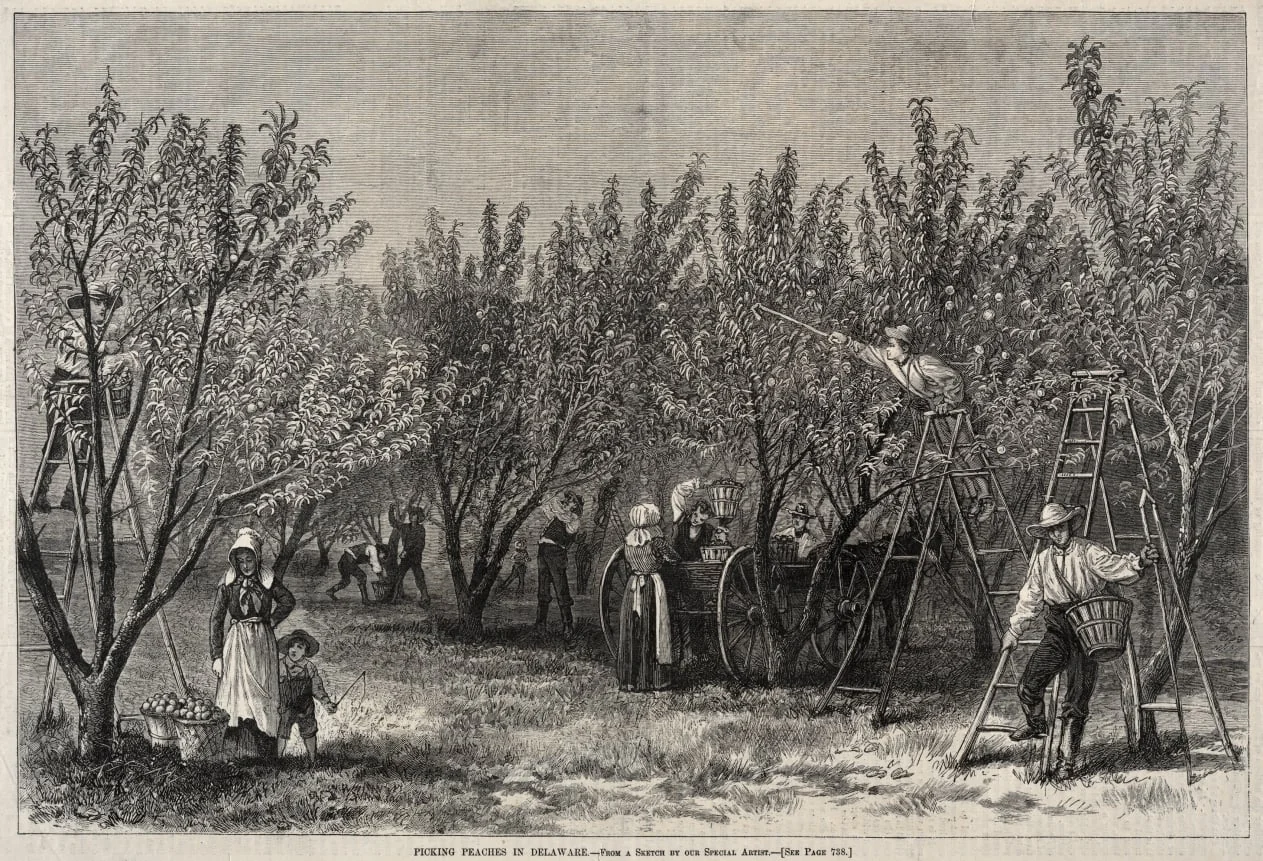 Picking Peaches in Delaware, by Winslow Homer, 1878