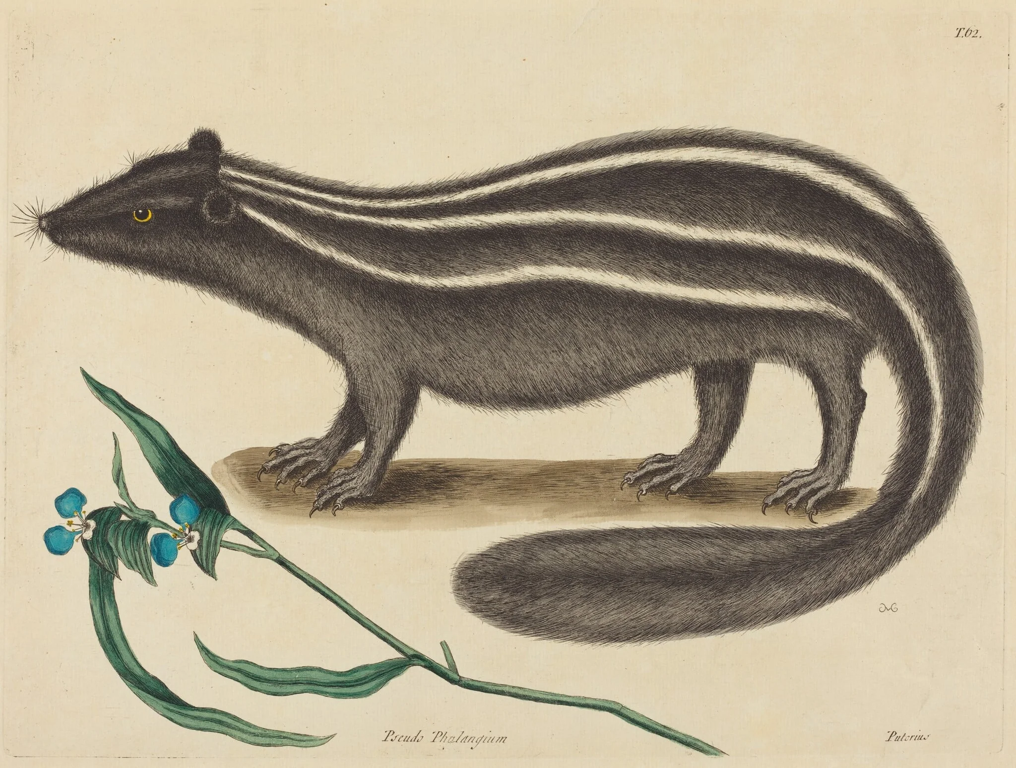 The Pole Cat (Viverra putorius), by Mark Catesby, ink, 1737
