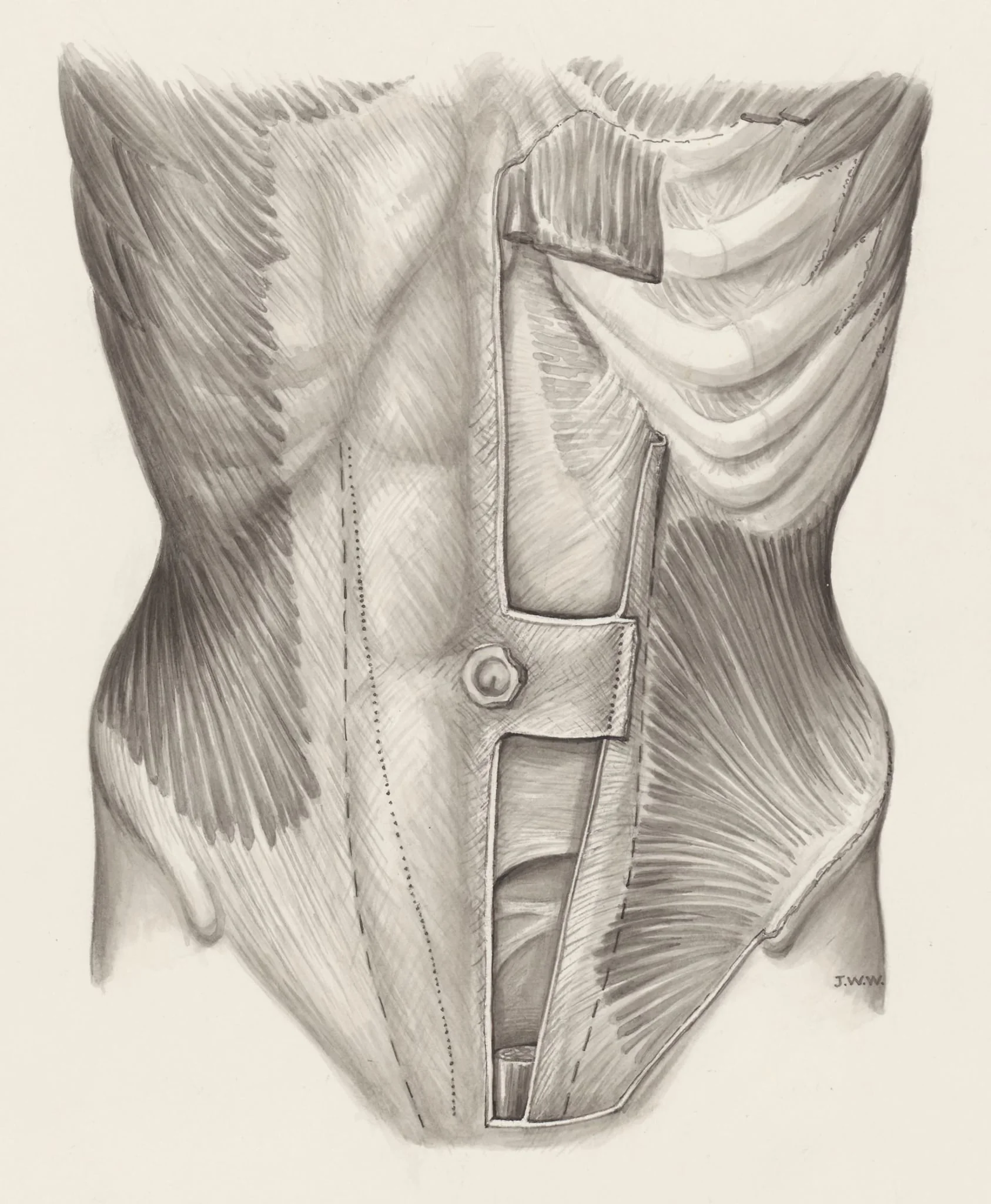 Muscular tissue of the abdomen, by J Wetselaar-Whittaker, 1970