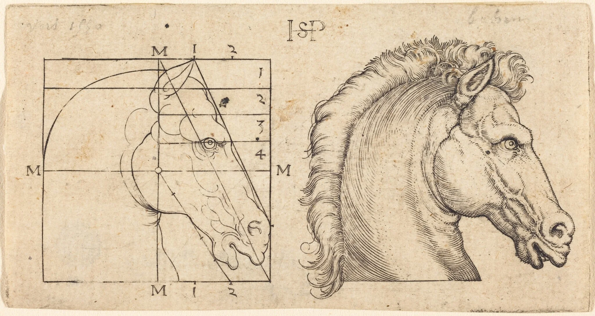 Profile Study of Two Horse Heads, by Sebald Beham, ink, 1528