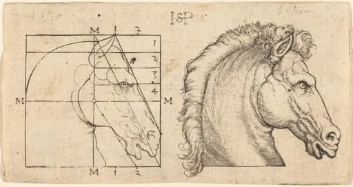 Profile Study of Two Horse Heads