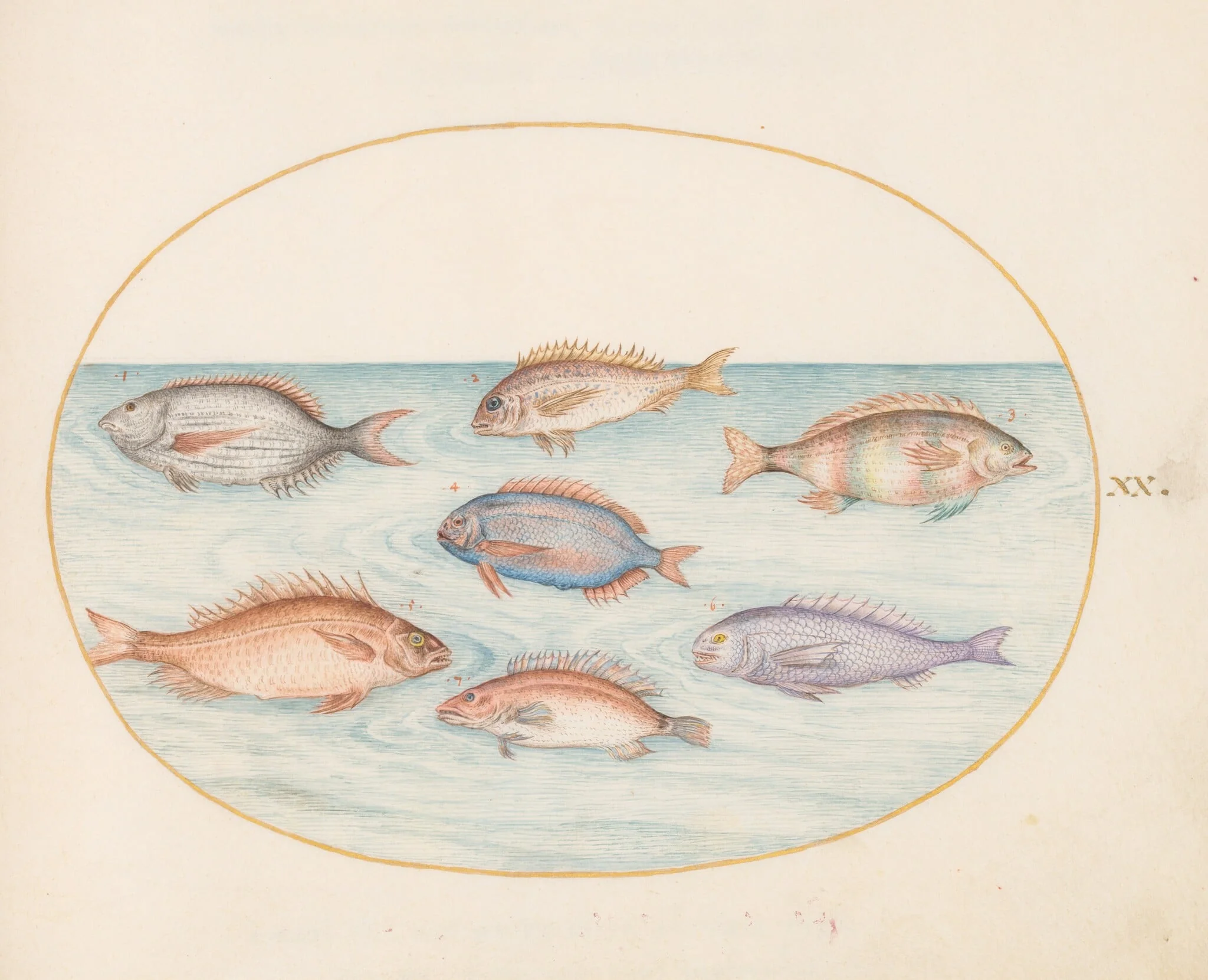 Plate 20: Sea Bream, Dentex, Sargo, and Other Fish, by Joris Hoefnagel, gouache, 1594