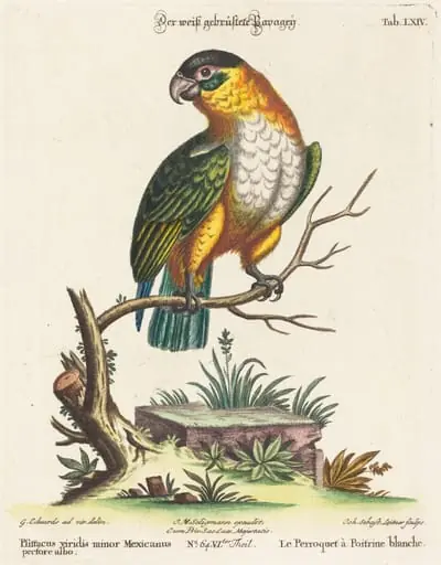 Psittacus viridis minor Mexicanus