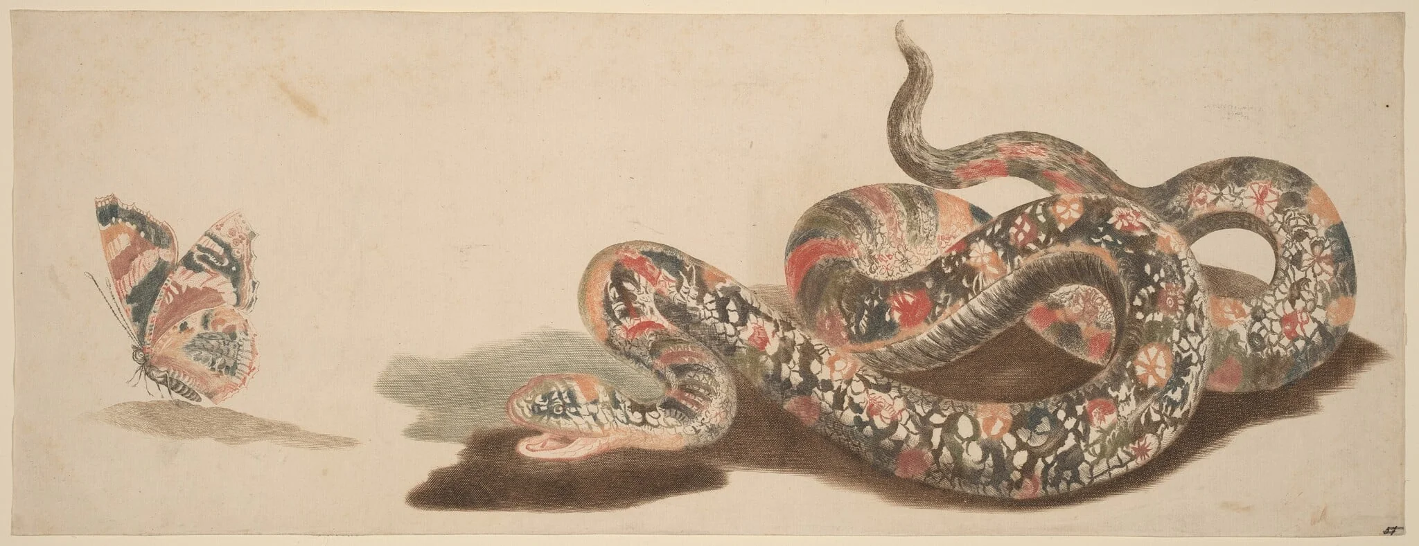 Snake and Butterfly