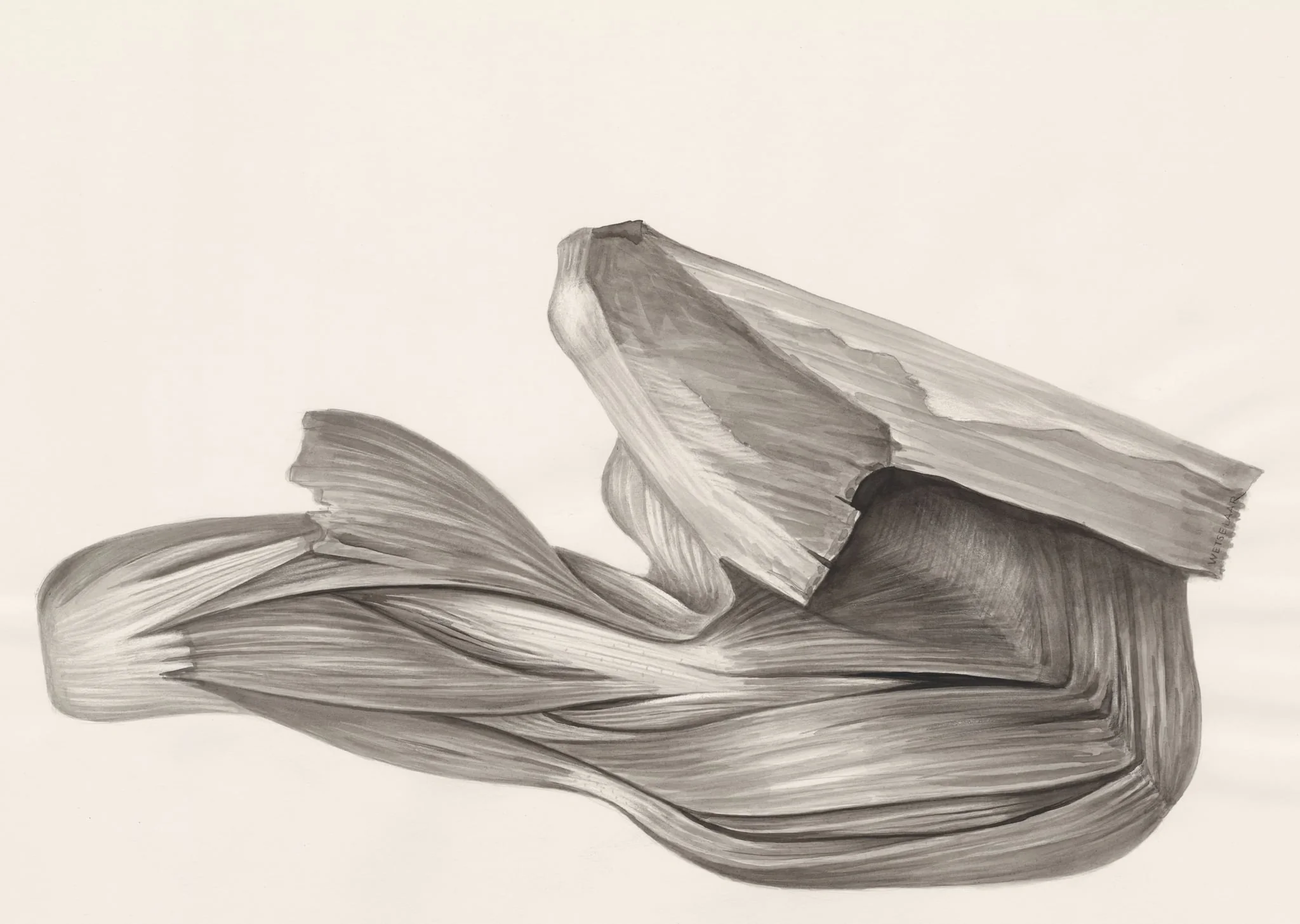 Muscular tissue of a lizards leg
