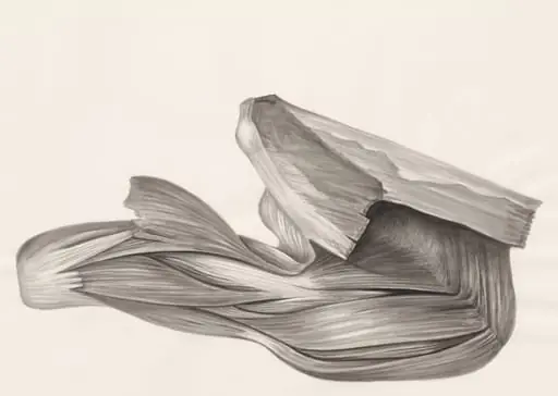 Muscular tissue of a lizards leg