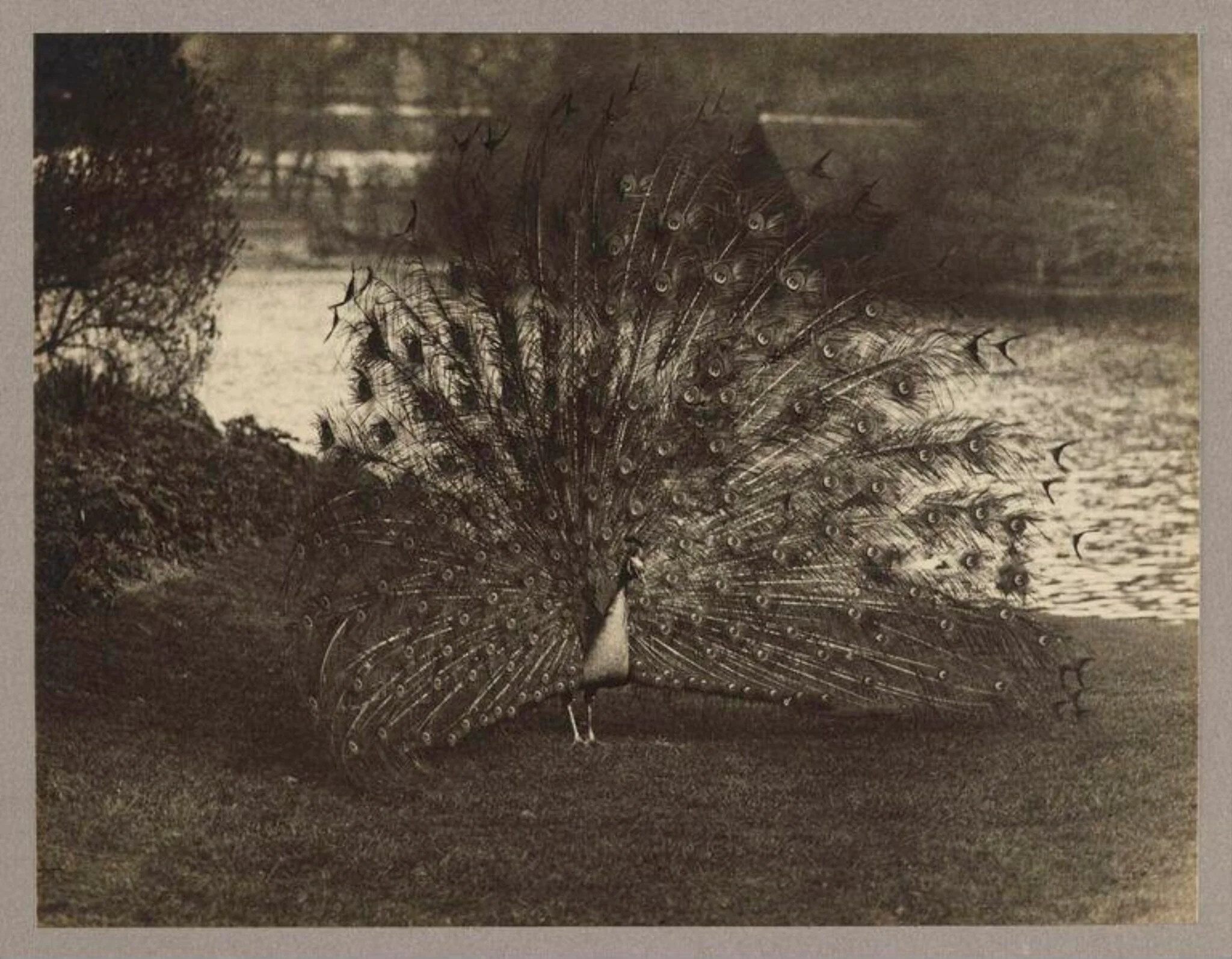 Peacock, by Zoological Photographic Club, photographic