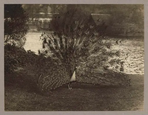 Peacock