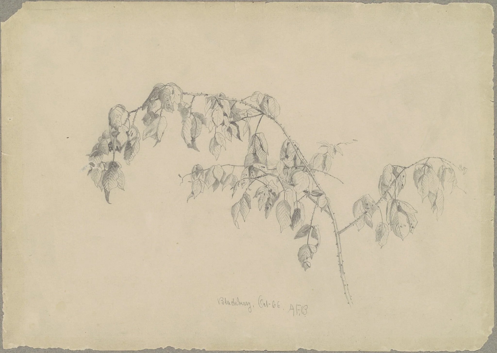 Blackberry, by Andrew Fisher Bunner, graphite, 1866
